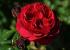 red-leonardo-da-vinchi3