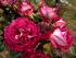 sparkling-burgundy-4