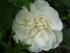 white-meidiland1