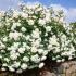 white-meidiland5