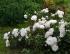 white-meidiland4
