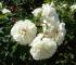 white-meidiland3