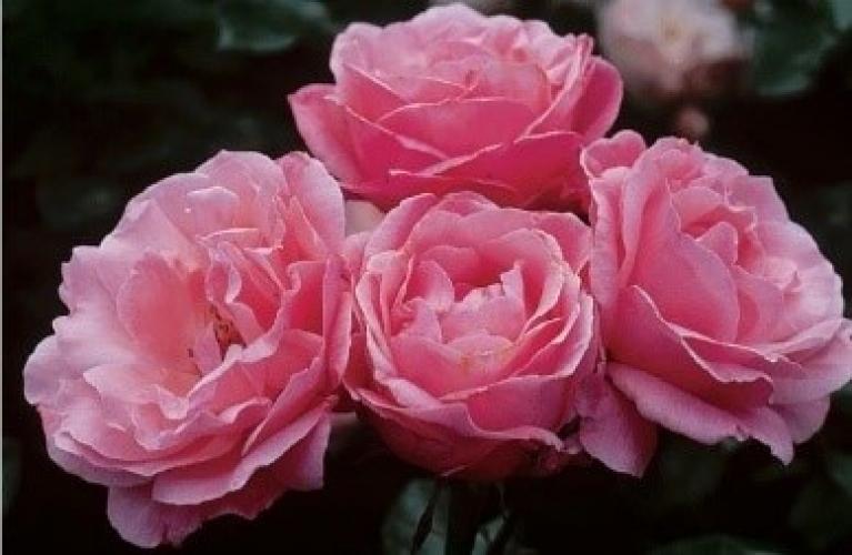 queen-elizabeth4