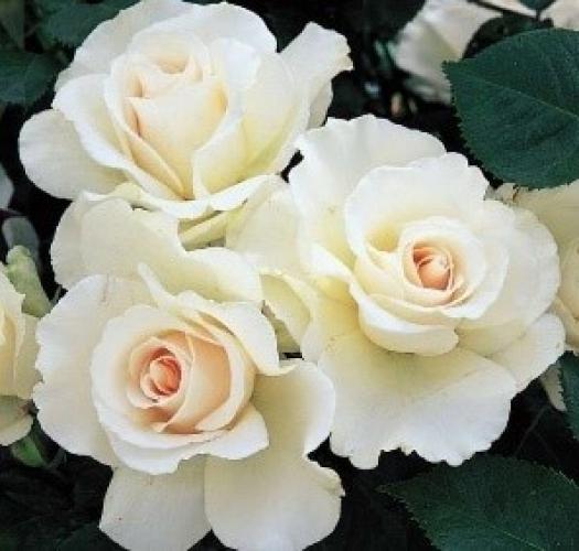 margaret-merril1