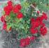 red-romance2