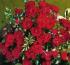 red-romance1