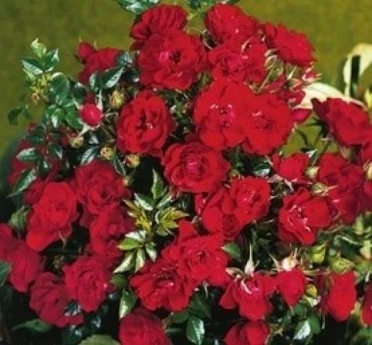 red-romance1