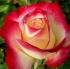 double-delight3
