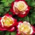 double-delight4