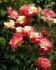 double-delight1