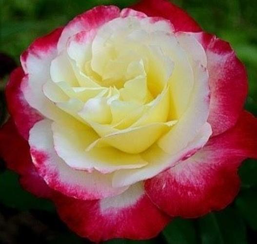 double-delight2