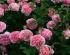 boscobel1