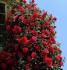rote-flamme1