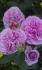 lavender-ice4