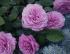 lavender-ice6