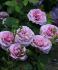lavender-ice2