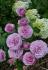 lavender-ice3
