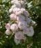 bouquet-parfait1