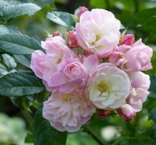 bouquet-parfait2