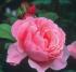 brother-cadfael1