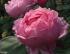 brother-cadfael4