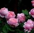 brother-cadfael5