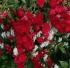 crimson-sil1