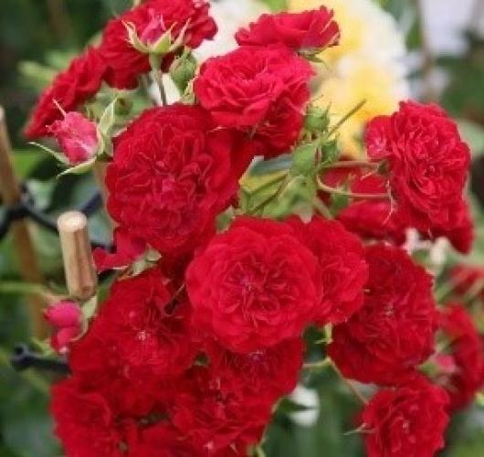 crimson-sil4