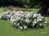 midsummersnow2
