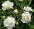 midsummersnow4