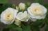midsummersnow3