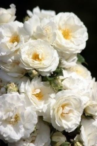 midsummersnow1
