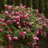 cyclamen3