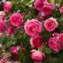 cyclamen2