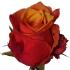 cherry-brandy-3