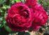 ascot3