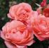 corallionsrose4