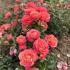 corallionsrose2