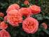 corallionsrose3
