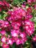 red_ballerina_bare_root