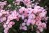 heavenlypink4