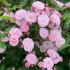 heavenly_pink_id_04-500x500
