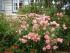 sommerwind4