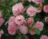sommerwind3