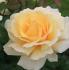 wintersun1