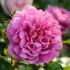 princess-anne1