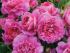 princess-anne4