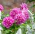 princess-anne2