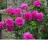 princess-anne3