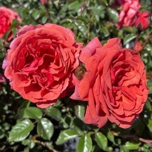 wonderful-word1